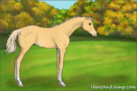 Horse Color:Palomino