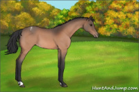 Horse Color:Bay Roan Appaloosa 