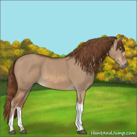 Horse Color:Red Dun 