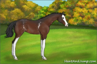 Horse Color:White Spotted Bay Splash 