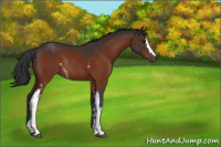 Horse Color:White Spotted Bay Rabicano 