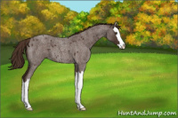 Horse Color:Liver Red Roan Splash 