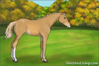Horse Color:Palomino Appaloosa