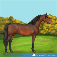 Horse Color:Brown Appaloosa
