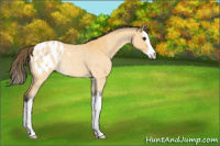 Horse Color:Buckskin Roan Splash Appaloosa Rabicano 