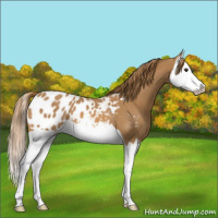 Horse Color:Chestnut Splash Appaloosa 