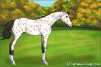 Horse Color:Bay Roan Near Leopard 