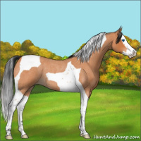 Horse Color:Bay Roan Splash Tobiano Rabicano 