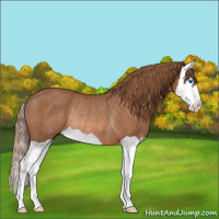 Horse Color:Chestnut Splash Rabicano
