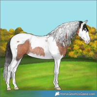 Horse Color:Brown Roan Splash Tobiano Rabicano 
