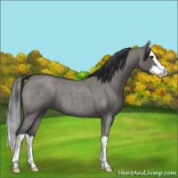 Horse Color:Grullo Roan Splash 