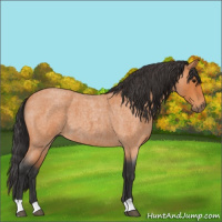 Horse Color:Bay Roan 