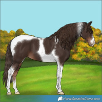Horse Color:Liver Chestnut Tobiano 