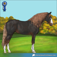 Horse Color:Liver Chestnut 