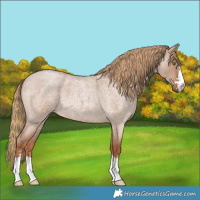 Horse Color:Red Dun Roan 