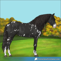 Horse Color:White Spotted Liver Chestnut Sabino 