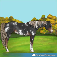 Horse Color:White Spotted Liver Chestnut Sabino Rabicano 