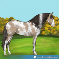 Horse Color:White Spotted Liver Red Dun Sabino Rabicano 
