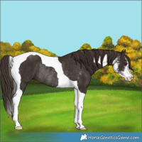 Horse Color:Liver Chestnut Sabino Tobiano Rabicano 
