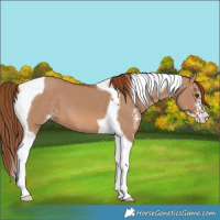 Horse Color:Red Dun Sabino Tobiano 
