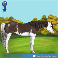 Horse Color:Liver Chestnut Sabino Splash
