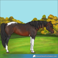 Horse Color:Brown Tobiano 