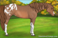 Horse Color:Red Roan Appaloosa 