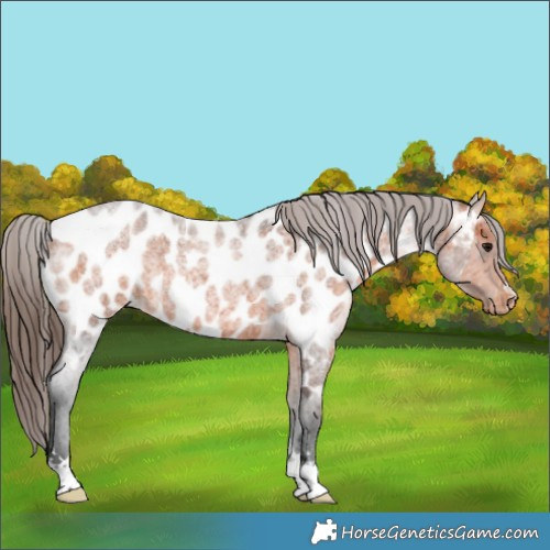 Horse Color:Bay Roan Appaloosa 