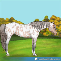 Horse Color:Bay Roan Appaloosa