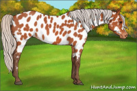 Horse Color:Silver Bay Roan Near Leopard 