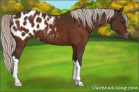 Horse Color:Silver Brown Appaloosa 