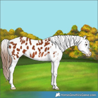 Horse Color:Chestnut Appaloosa