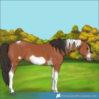 Horse Color:Bay Tobiano Frame