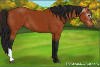 Horse Color:Gray Bay