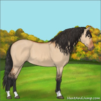 Horse Color:Bay Dun 