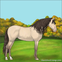 Horse Color:Amber Champagne Dun 