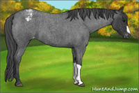 Horse Color:Blue Roan Appaloosa