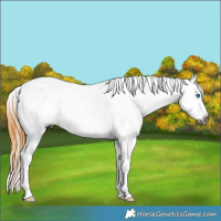 Horse Color:Gray Buckskin Dun Splash Appaloosa Rabicano 