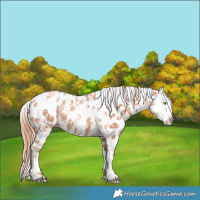 Horse Color:Gold Champagne Appaloosa  and Gold Champagne Appaloosa 