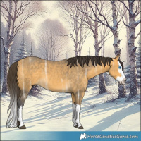 Horse Color:Buckskin Ice Splash