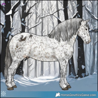 Horse Color:Buckskin Appaloosa 