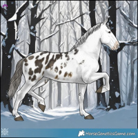 Horse Color:Buckskin Appaloosa 