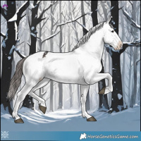 Horse Color:Brown Appaloosa 