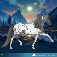 Horse Color:Smoky Black Tobiano Appaloosa 