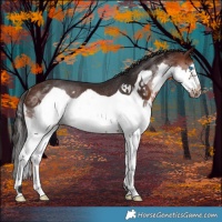 Horse Color:Brown Splash Frame Rabicano