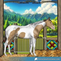 Horse Color:Classic Cream Champagne Tobiano