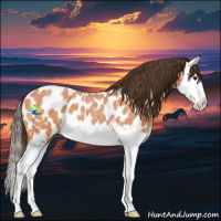 Horse Color:Buckskin Roan Splash Appaloosa 