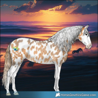 Horse Color:Buckskin Roan Splash Near Leopard 