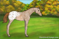 Horse Color:Chestnut Ice Appaloosa 