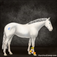 Horse Color:Gold Cream Champagne Pearl Dun Frame 
